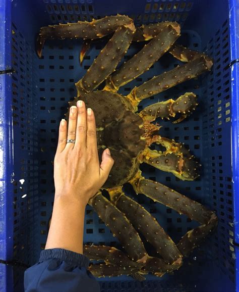 Blue King Crab Facts And Information Guide American Oceans