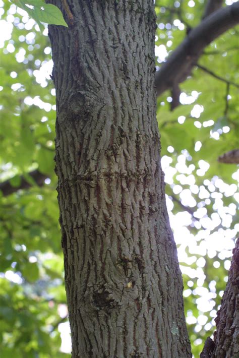 Carya Tomentosa Juglandaceae Bark Of A Medium Tree Or Large Branch