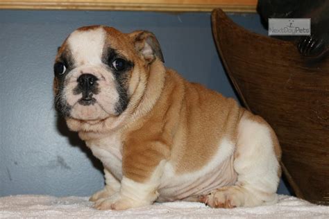 Få 9.718 endnu en new born french bulldog puppies stockvideo på 23.98 fps. Baby: English Bulldog puppy for sale near Springfield, Missouri. | 19c2b04ba1