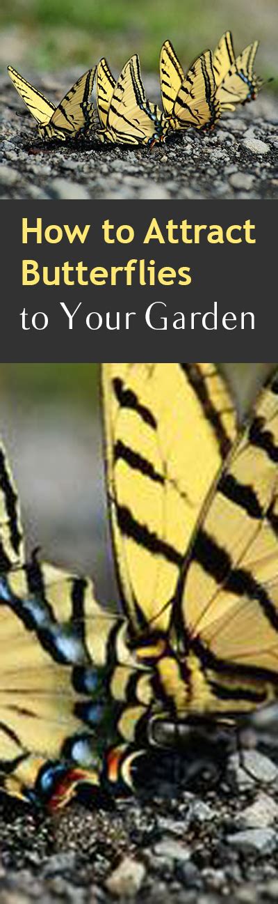 Visit monarch watch and other websites dedicated to educating butterfly fans, and read about how you can protect caterpillars from poisons, diseases, and animal predators (mostly. How to Attract Butterflies in Your Garden ~ Bless My Weeds