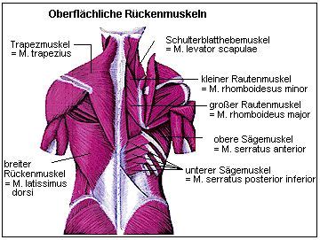 Trapezius „trapezförmig) oder trapezmuskel ist ein beiderseits der oberen wirbelsäule vorhandener muskel, der vom hinterhauptbein bis zu den unteren brustwirbeln und seitlich bis zum schulterblatt reicht. Übungen für den Trapez gesucht : Allgemeine Trainingsfragen