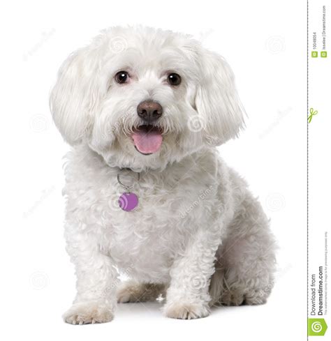 Maltese Dog 8 Years Old Sitting Stock Photo Image Of Cute Front