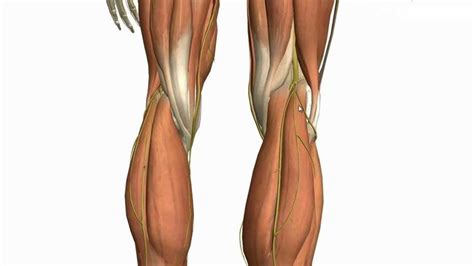 Muscles Of Posterior Compartment Of Leg Calf Muscles Anatomy Calf