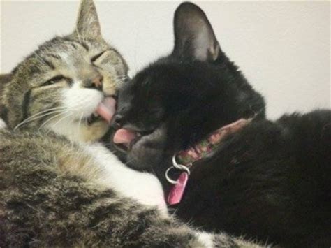 Aside from grooming each other on the neck and head, you may frequently observe cats licking each others' privates. Why Do Cats Groom Each Other? - The Conscious Cat