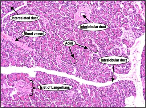 Histoquarterly Pancreas Histology Blog Histology Slides Tissue Images