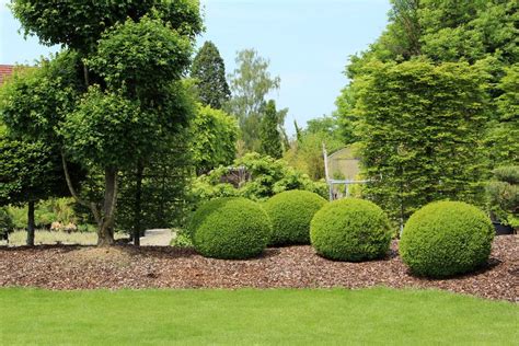 Maybe you would like to learn more about one of these? Pictures of Evergreen Shrubs