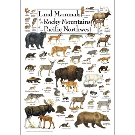Land Mammals Of The Rocky Mountains And The Pacific Northwest Poster