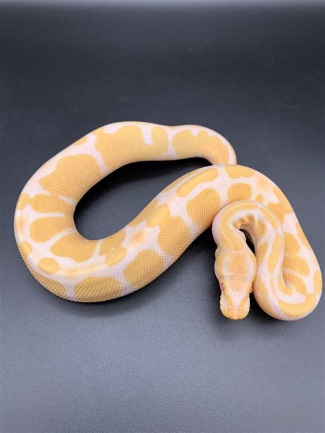 Albino Het Vpi Axanthic Ball Python By Tutti Frutti Snakes Morphmarket
