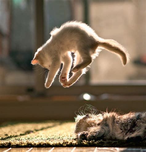 Cat Falling 32 Pictures Cats Funny Cats Funny Cute Cats
