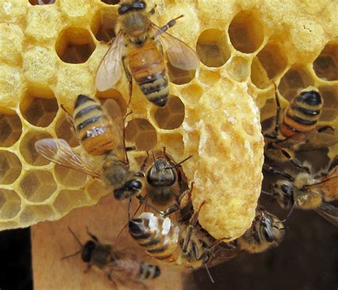 Queen Bee Life Cycle What You Need To Know Carolina Honeybees Bee