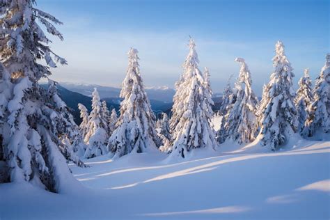 Snowy Spruce Trees In The Mountain Forest Stock Photo Image Of