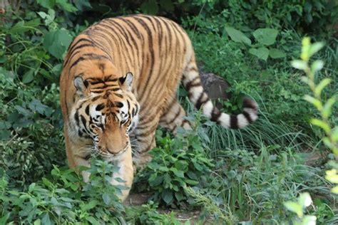 South China Tigers Everything You Need To Know Tiger Tribe