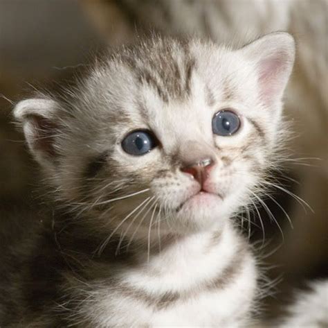 Sweet Little Baby Baby Kittens Kittens Cutest Cute Kittens Images