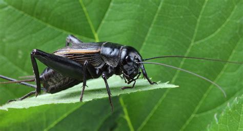 Symbolic Meaning Of Crickets On Whats Your Sign