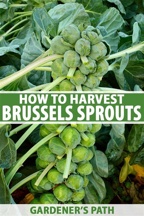 How To Harvest Brussels Sprouts Gardeners Path