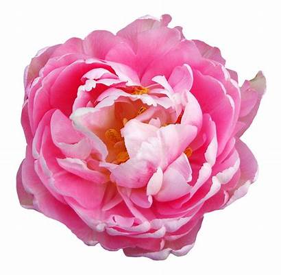 Transparent Flower Pink Flowers Rose Background Peony
