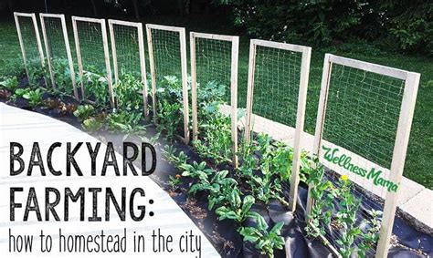 backyard farming how to homestead in the city wellness mama