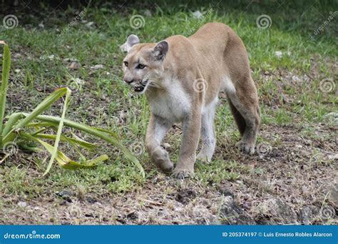 Cougar Walking Among The Vegetation Stock Image Image Of Carnivore