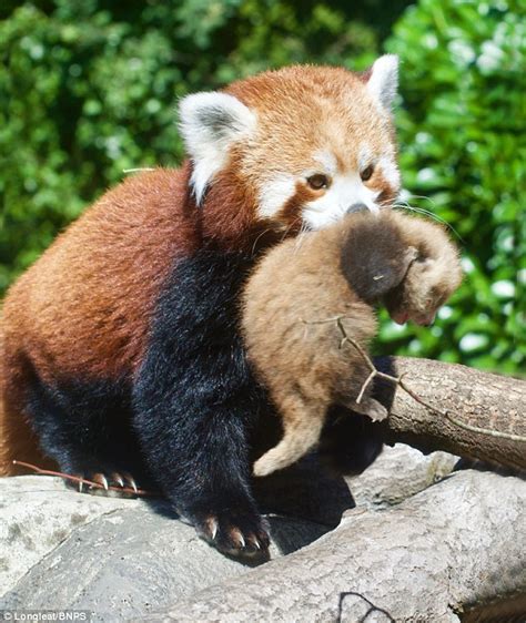 Tiny Red Panda Cub Takes Its First Trip Into The Great Outdoors Big