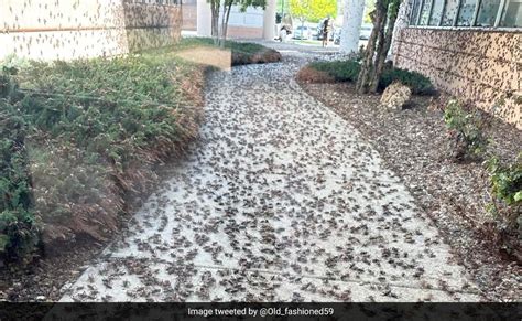 In The United States Millions Of Locusts Invade The Town Of Elko