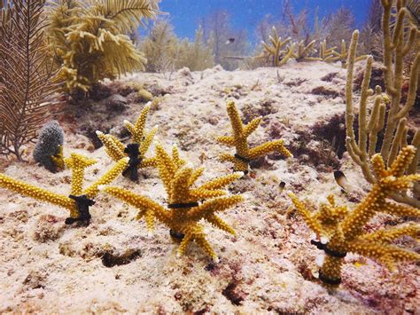 scientists catch up on the sex life of coral to help reefs survive morning edition wnyc