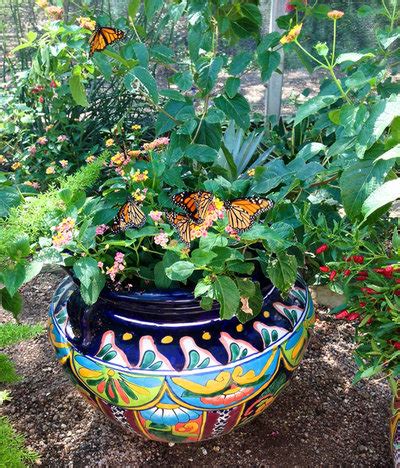 Individual plants make lovely specimens in the. Create a Container Wildlife Habitat for Hummingbirds and ...