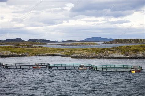Fish Farm Norway Stock Image C0093581 Science Photo Library
