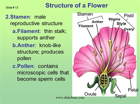 The male parts of the flower (each consists of an anther held up on a filament). Plant structure adaptations and responses - Presentation ...