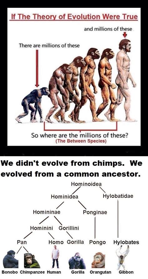 Evolution Evolution Theory Of Evolution Ancient Humans