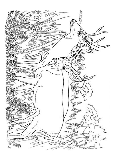 Cute deer coloring page wecoloringpage com. Deer coloring pages. Download and print Deer coloring pages