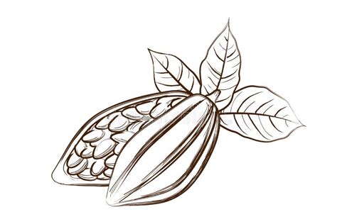 Tropical Cacao Seeds Hand Drawn Sketch Style Stock Vector