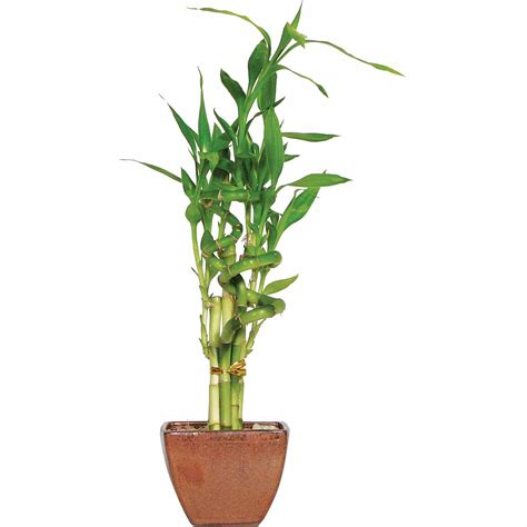 Brussels Lucky Bamboo 7 Stalk Curly Small Indoor