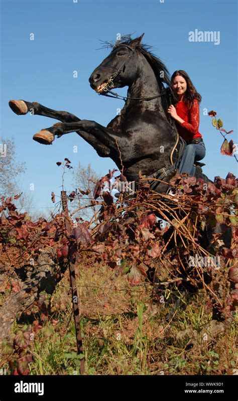 Rearing Black Stallion And Young Woman In Vineyard In Autumn Stock