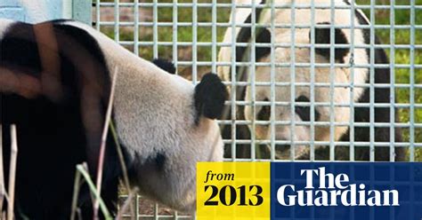 Edinburgh Zoo Pandas Ready To Mate Animals The Guardian