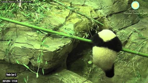 From The Panda Cam Vault Bao Bao Testing Her Climbing Skills Youtube