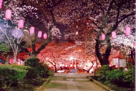 Cherry Blossom At Night Japan Spring In Japan Cherry Blossom Japan