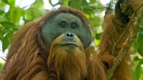 Rarest Great Ape On Earth Could Soon Go Extinct Live Science