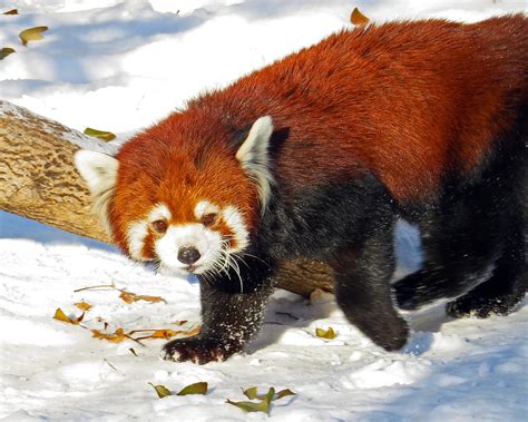 Red Panda Loving The Snow We Are Expecting Old Man Wint Flickr