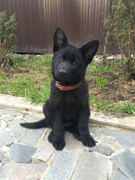 Baby Boy Almost 2 Months Kosmos Black German Shepherd Puppies