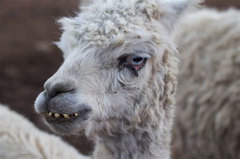 Free Images Pasture Sheep Mane Fauna Close Up Llama Alpaca