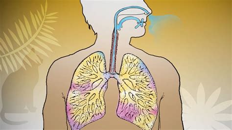 Asthma Pathology