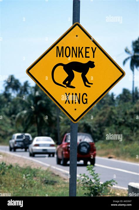 Monkey Warning Unusual Road Signs In Nevis Caribbean Stock Photo Alamy