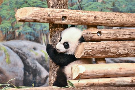 Giant Panda Cub Exploring Toronto Zoo Pjmixer Flickr