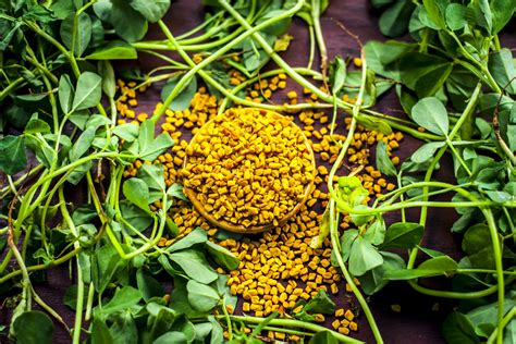Video Fenugreek Hair Effects According To Research Studies