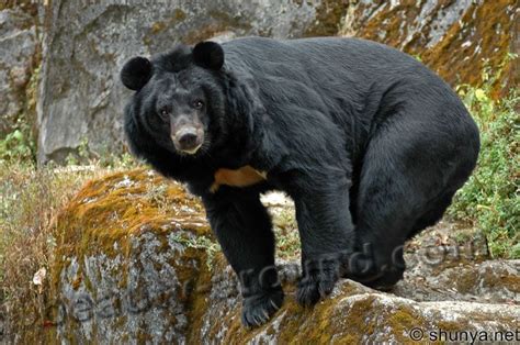 The Most Beautiful Bears 13 Photos Of Bears