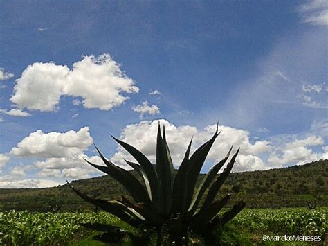Haciendas Pulqueras En Tlaxcala Cachos E Outras Ondas