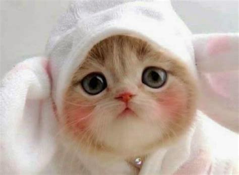 Foto Kucing Lucu Imut Dan Bikin Gemas Jelas Beda