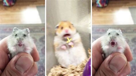 This Screaming Hamster On Tiktok Has Everyone Wondering Wait Why Do