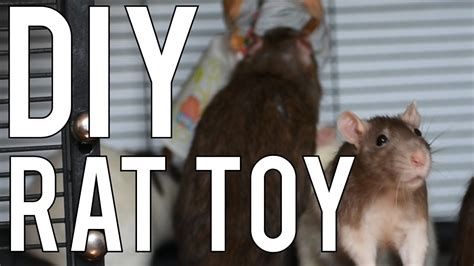 Manda31409 27.147 views1 year ago. DIY | Rat Toy | Easy DIY Toy To Keep Your Rats Busy! - YouTube
