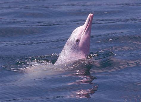 Pink Dolphins Return To Hong Kong Due To Covid 19 Lockdown